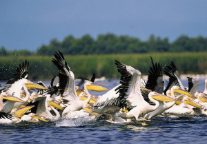 Manuel en ligne sur le Delta du Danube