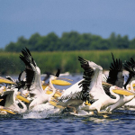 Manuel en ligne sur le Delta du Danube